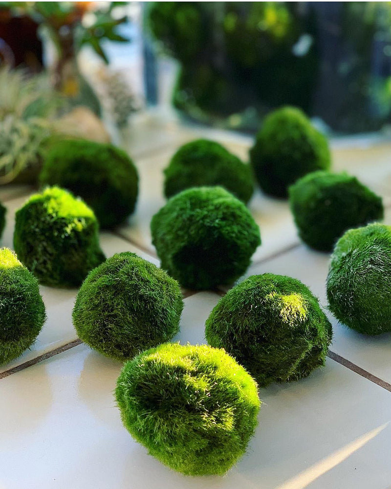 
                  
                    Marimo Moss Ball (Aegagropila linnaeii)
                  
                