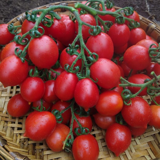 Tomato Seeds - 