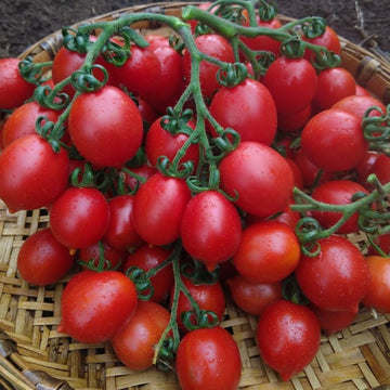 Tomato Seeds - "Principe Borghese" Italian Heirloom