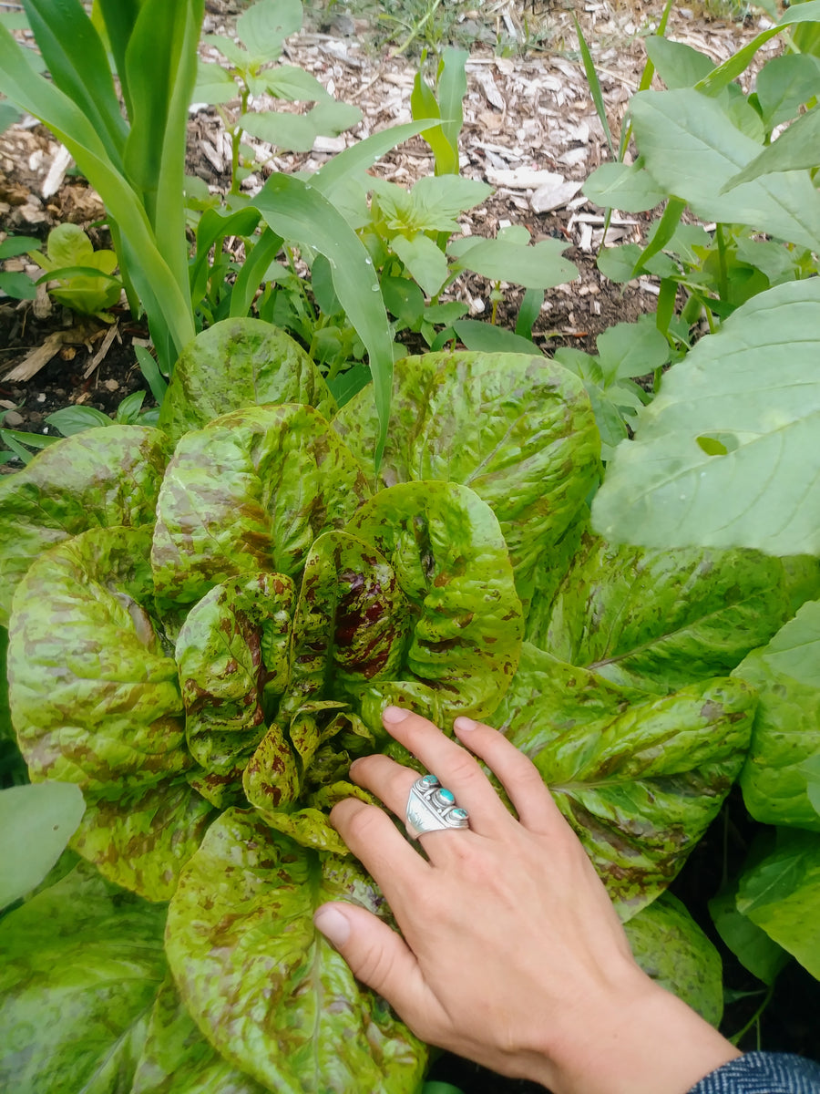 Lettuce Seed Mix