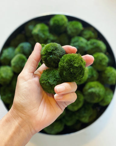 Marimo Moss Ball (Aegagropila linnaeii)