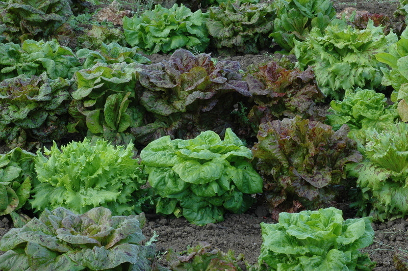 Lettuce Seed Mix