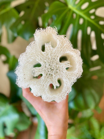 Raw Luffa (Loofah) Sponge