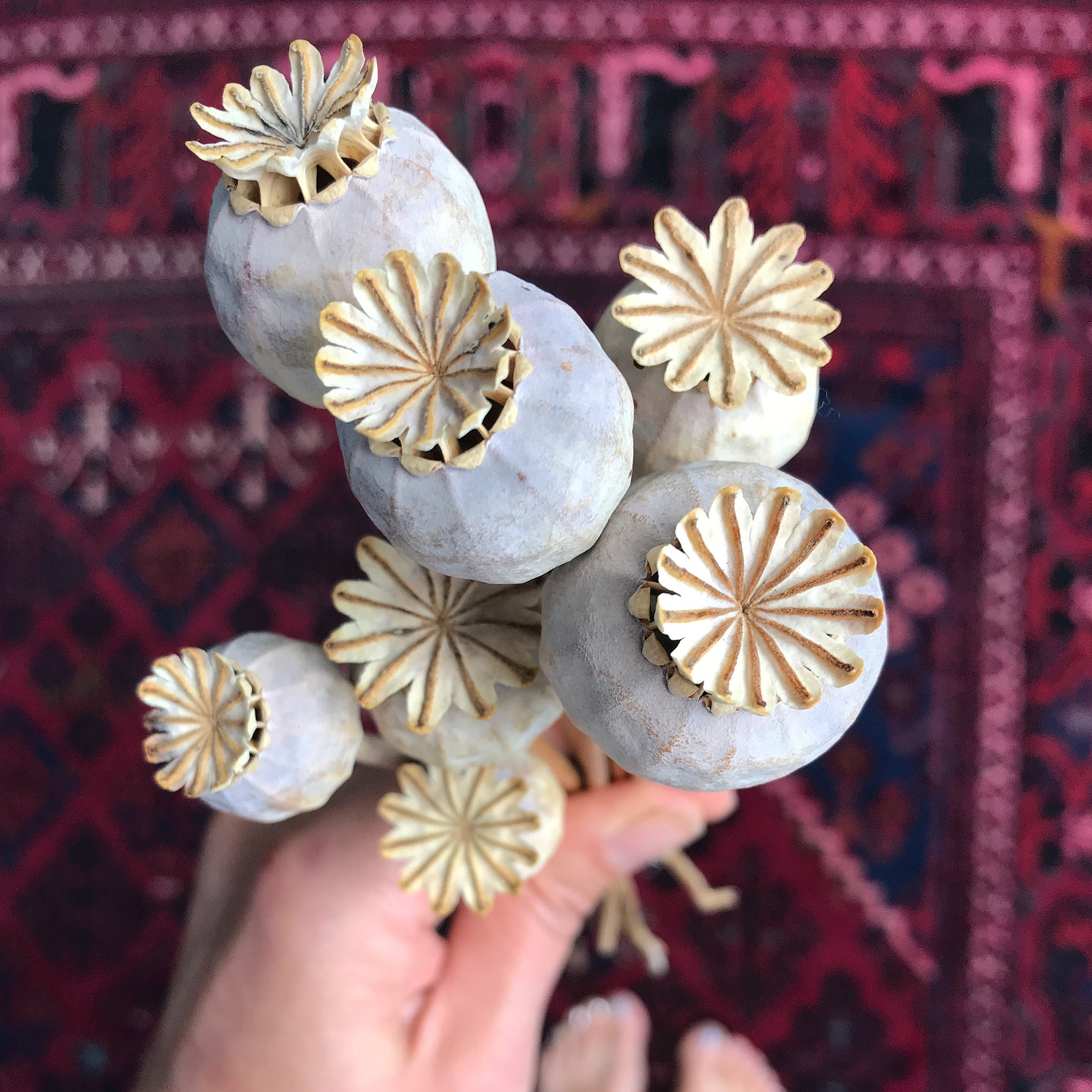 Red Breadseed Poppy Seeds Sacred Elements