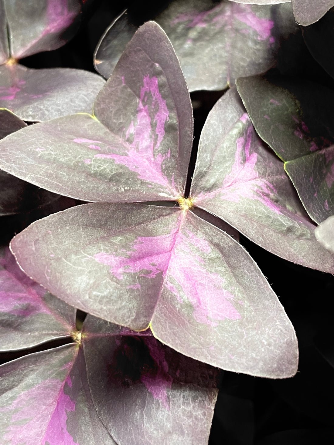 Oxalis Triangularis, 4 inch Potted Plant
