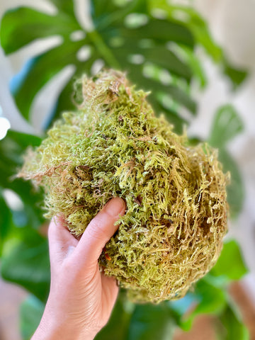 Moss