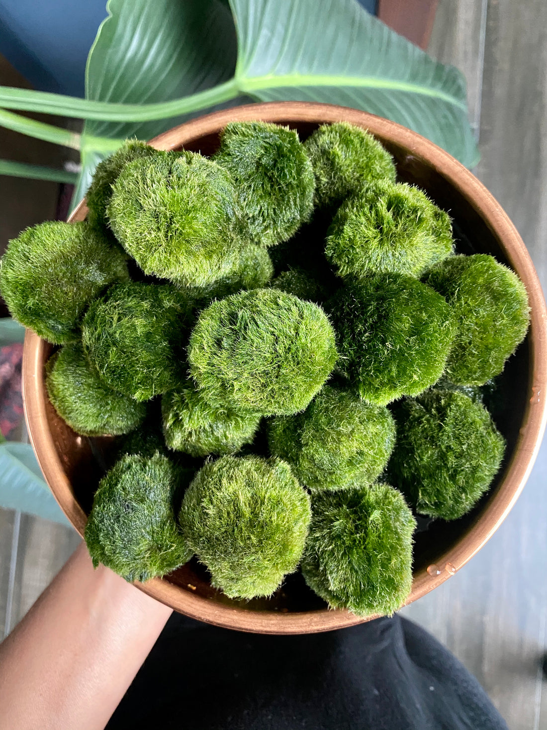 Marimo Moss Ball (Aegagropila linnaeii)