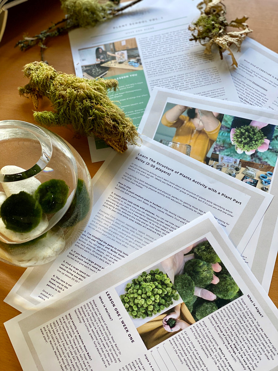 Plant School, Vol. 3: Waves, Physics and Marimo