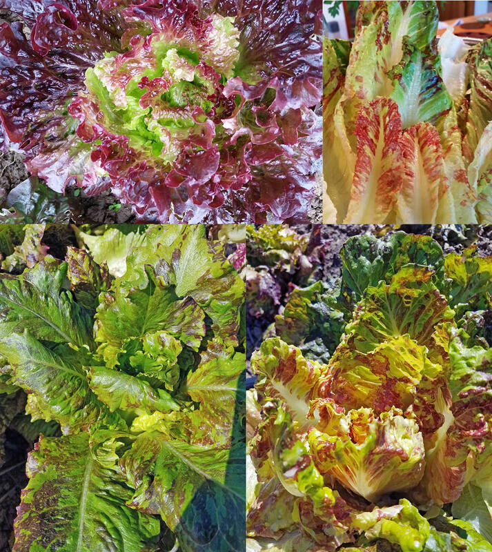 
                  
                    Lettuce Seed Mix
                  
                