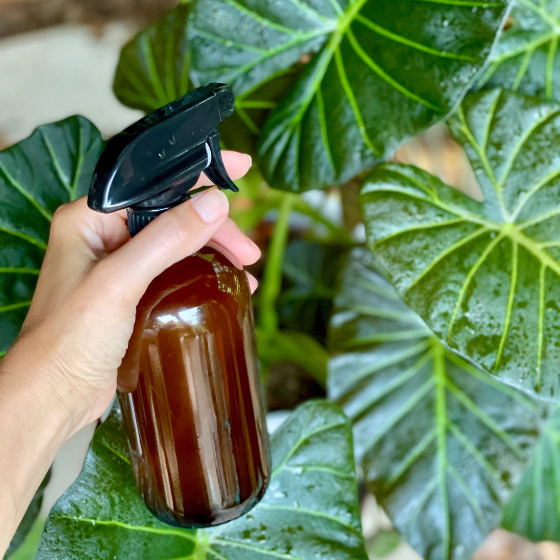 Amber Glass Spray Bottle (16oz)