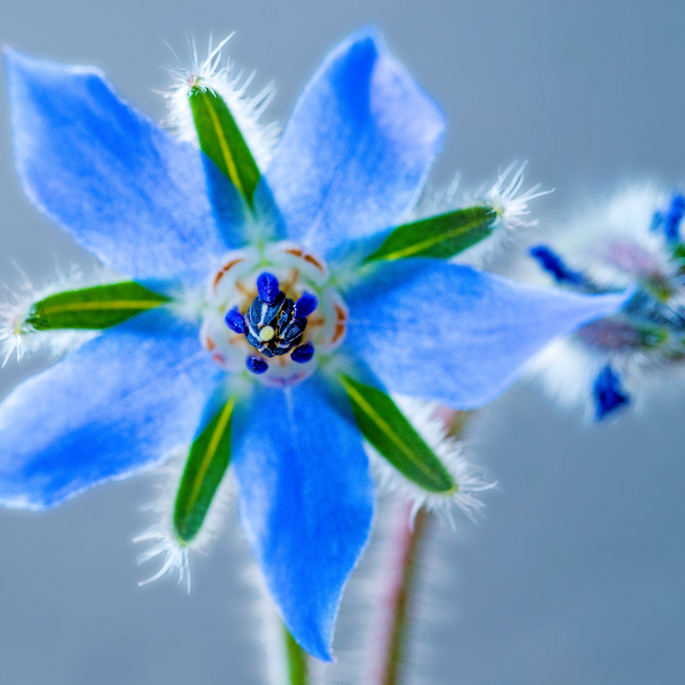 edible flower seeds australia Edible Flower Seed Collection