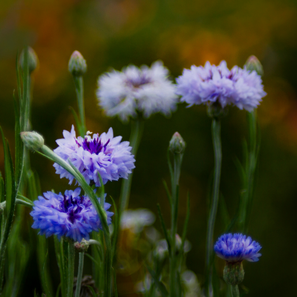 edible flower seed Edible Flower Seed Collection