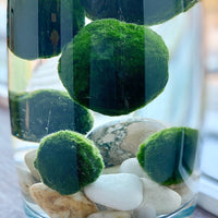 Plant School, Vol. 3: Waves, Physics and Marimo