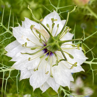 Nigella 'Love in a Mist' Seeds - Mixed Colors