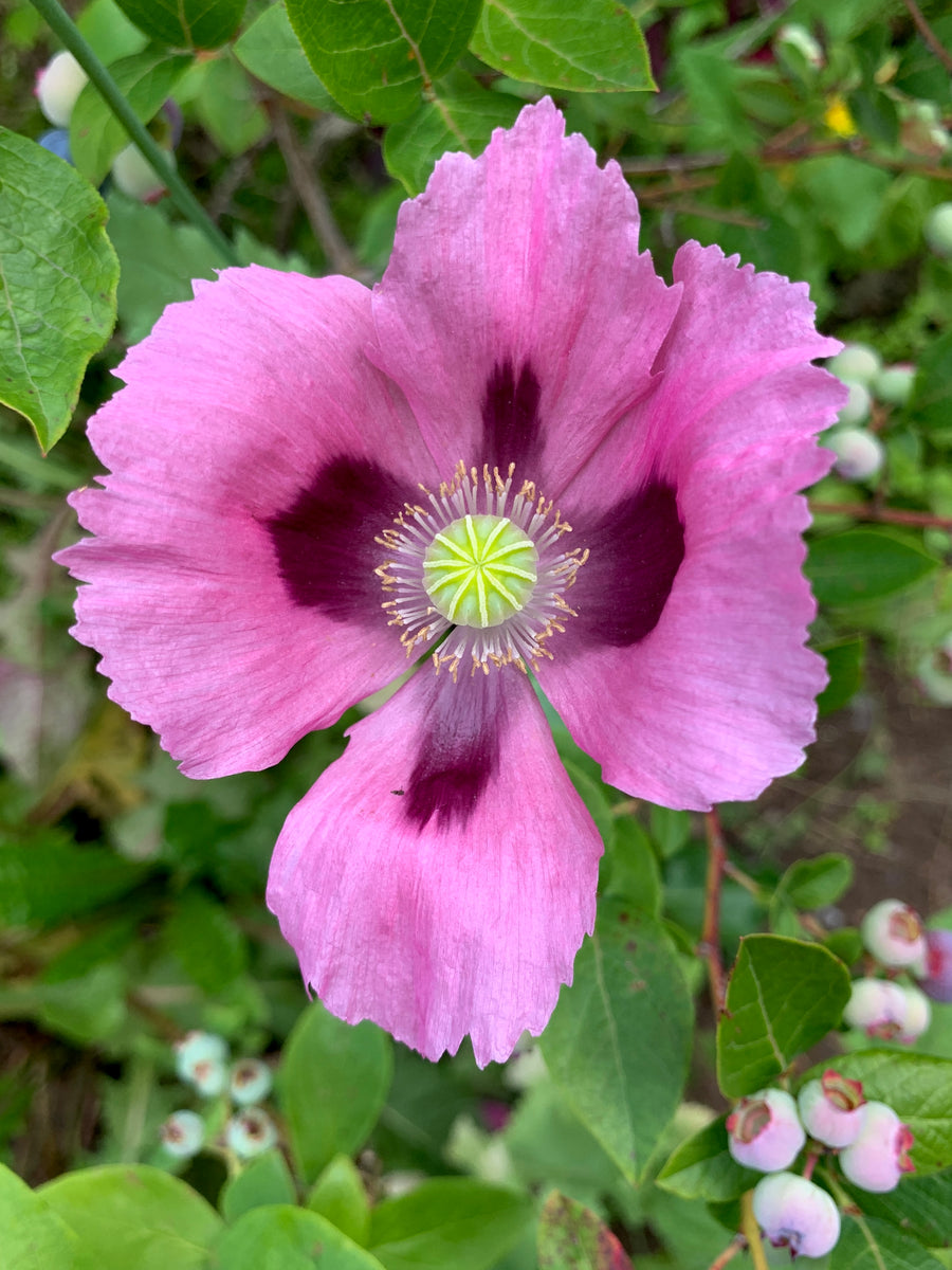 Hungarian Breadseed Poppy Seeds