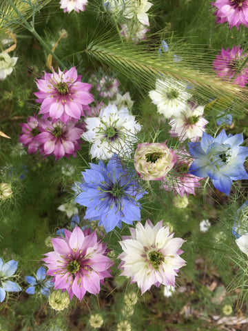 Nigella 'Love in a Mist' Seeds - Mixed Colors