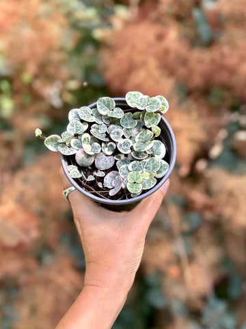 VSOH, variegated string of hearts, ceropegia woodii 4inch