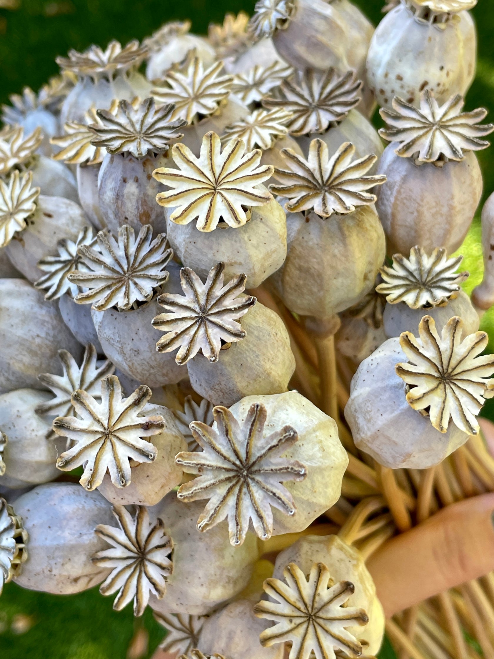 Red Breadseed Poppy Seeds Sacred Elements