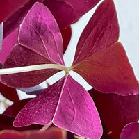 Oxalis Triangularis, 4 inch Potted Plant