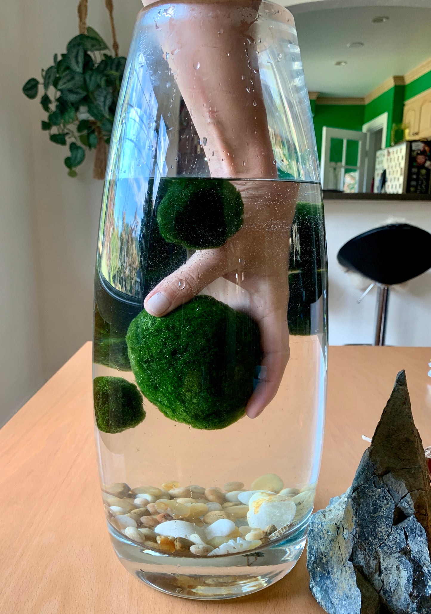 LARGE MARIMO MOSS BALL (2IN)