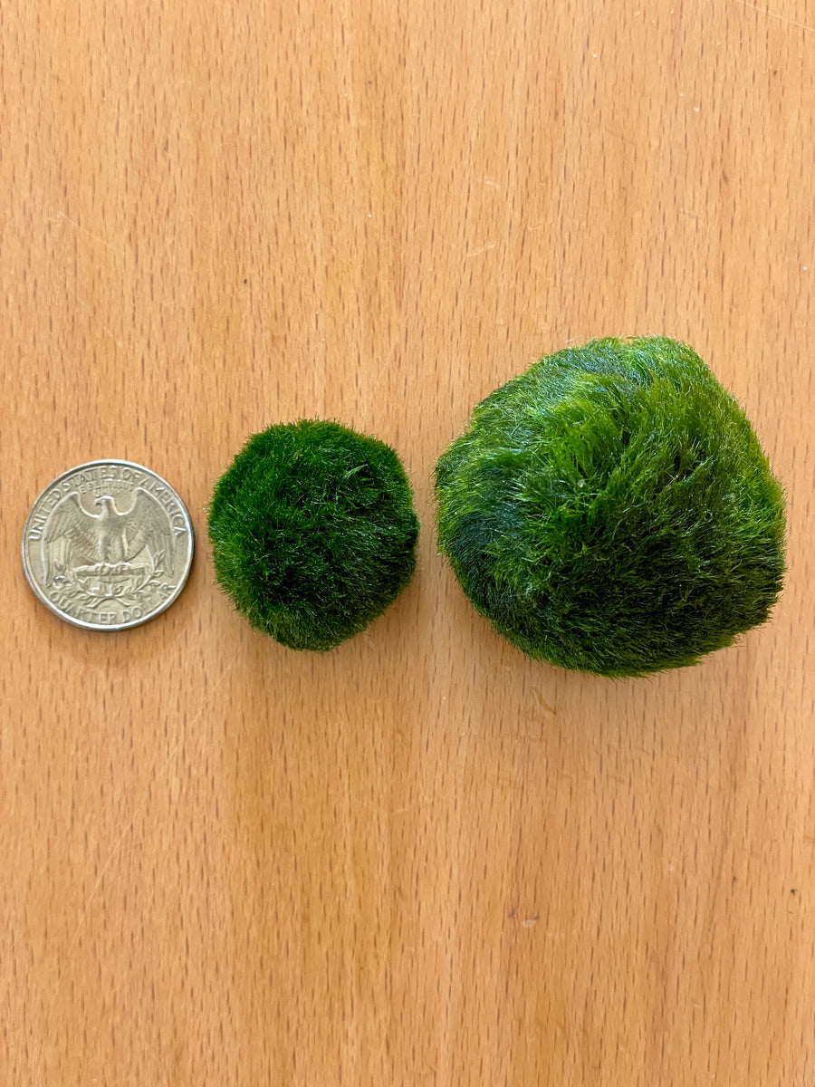 Marimo Moss Ball (Aegagropila linnaeii)