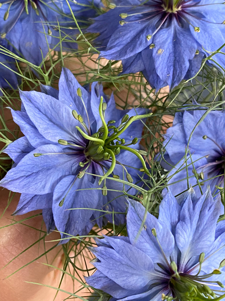 Nigella 'Love in a Mist' Seeds - Mixed Colors